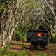 UTVs ramble through a tree tunnel on the way to see a property that will be sold at auction.
